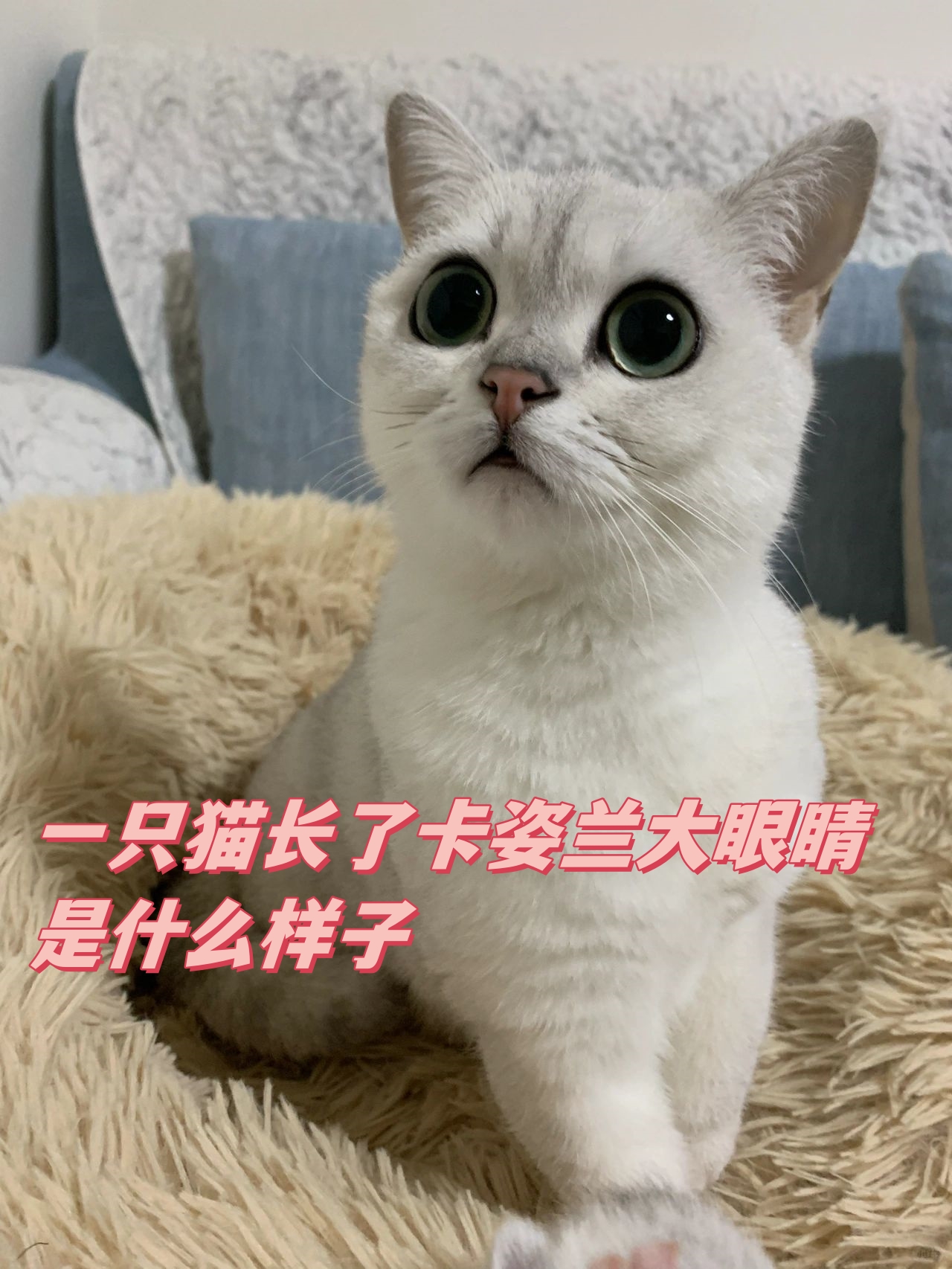 卡姿兰大眼睛什么梗