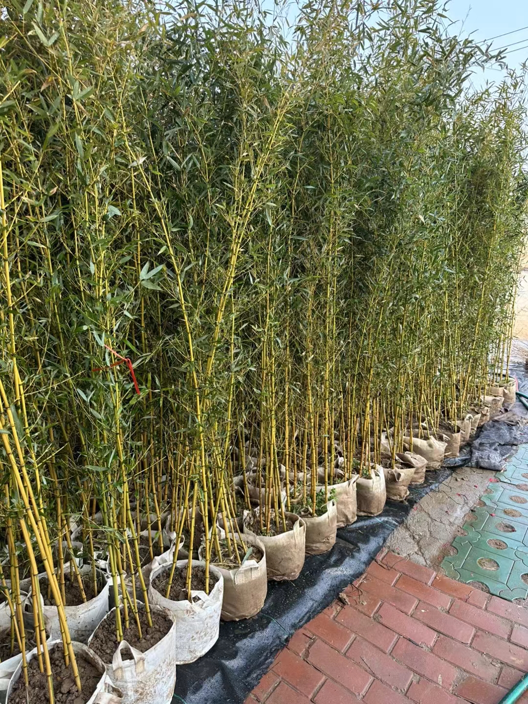 竹竿的读音竹竿的读音是什么